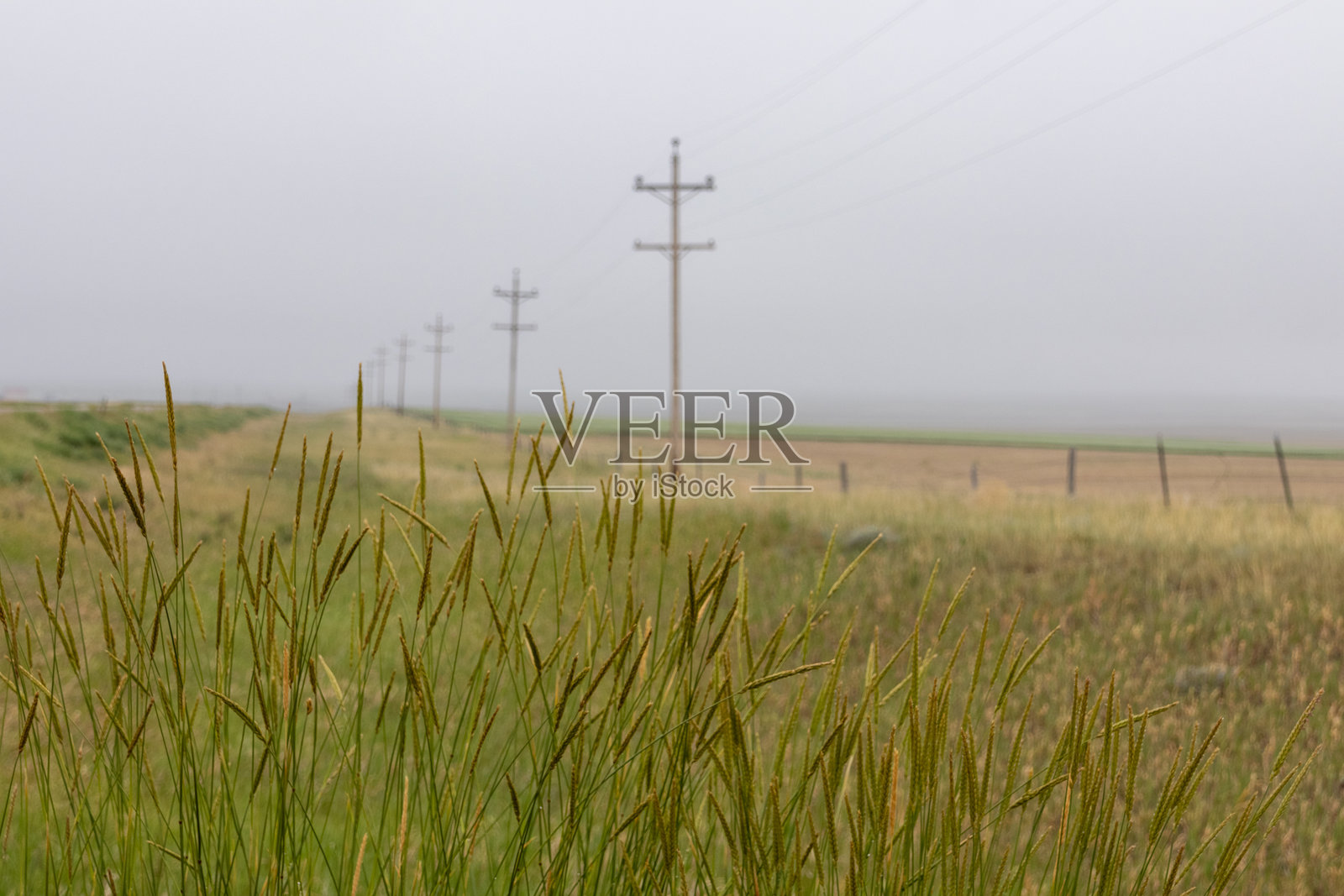 雾天远处的电话线与草地的特写镜头照片摄影图片