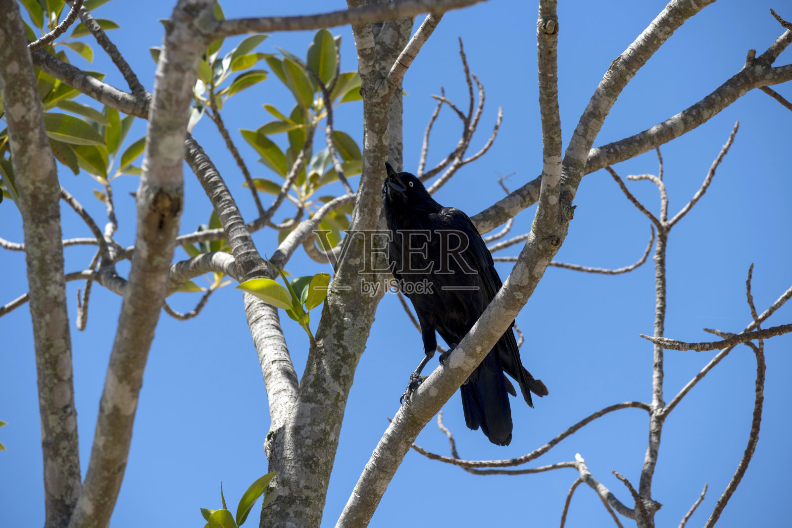 澳大利亚乌鸦 (Corvus coronoides)照片摄影图片