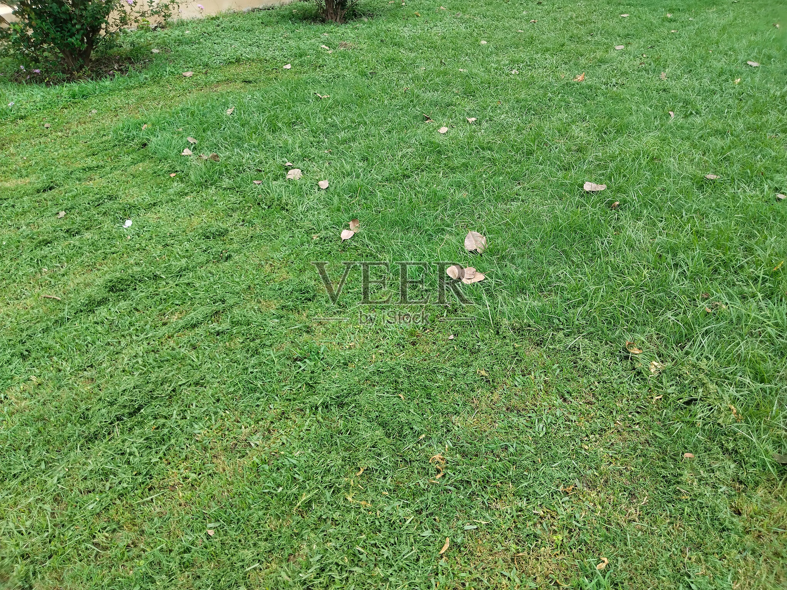 刚修剪的草坪在公共公园中，展示整齐的绿色草坪图案、修剪整齐的草叶和散落的草屑，在自然光下的景观维护场景。照片摄影图片