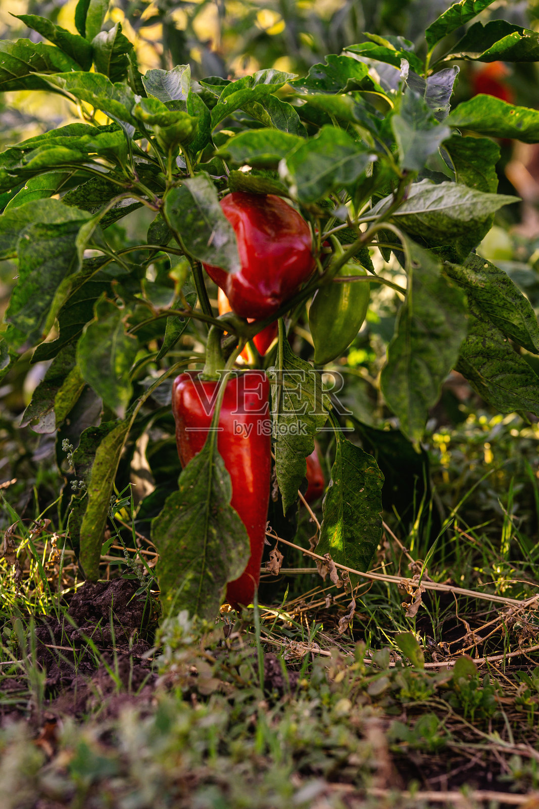 温馨的花园氛围，灌木上挂满成熟的红辣椒。照片摄影图片
