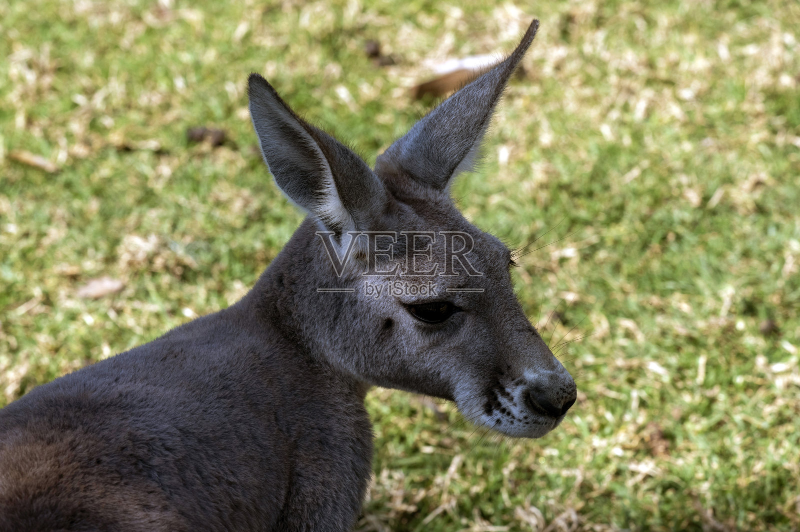 西方灰袋鼠 (Macropus fuliginosus fuliginosus)照片摄影图片