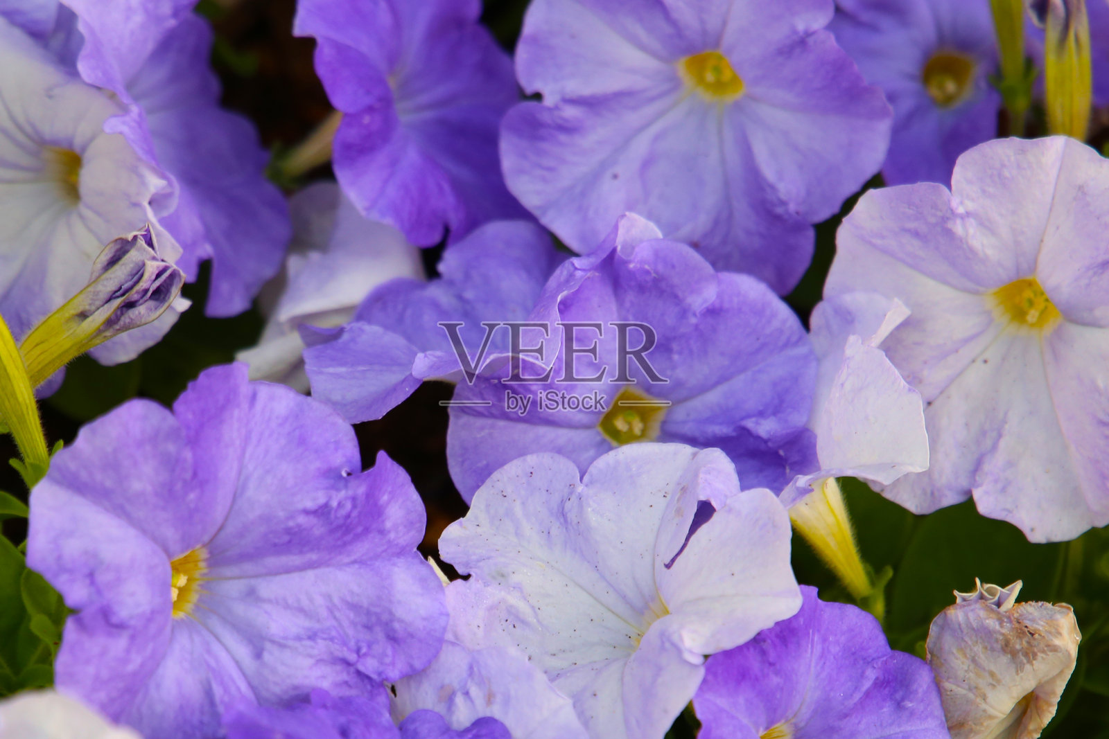 美丽的矮牵牛花在花园中盛开。照片摄影图片