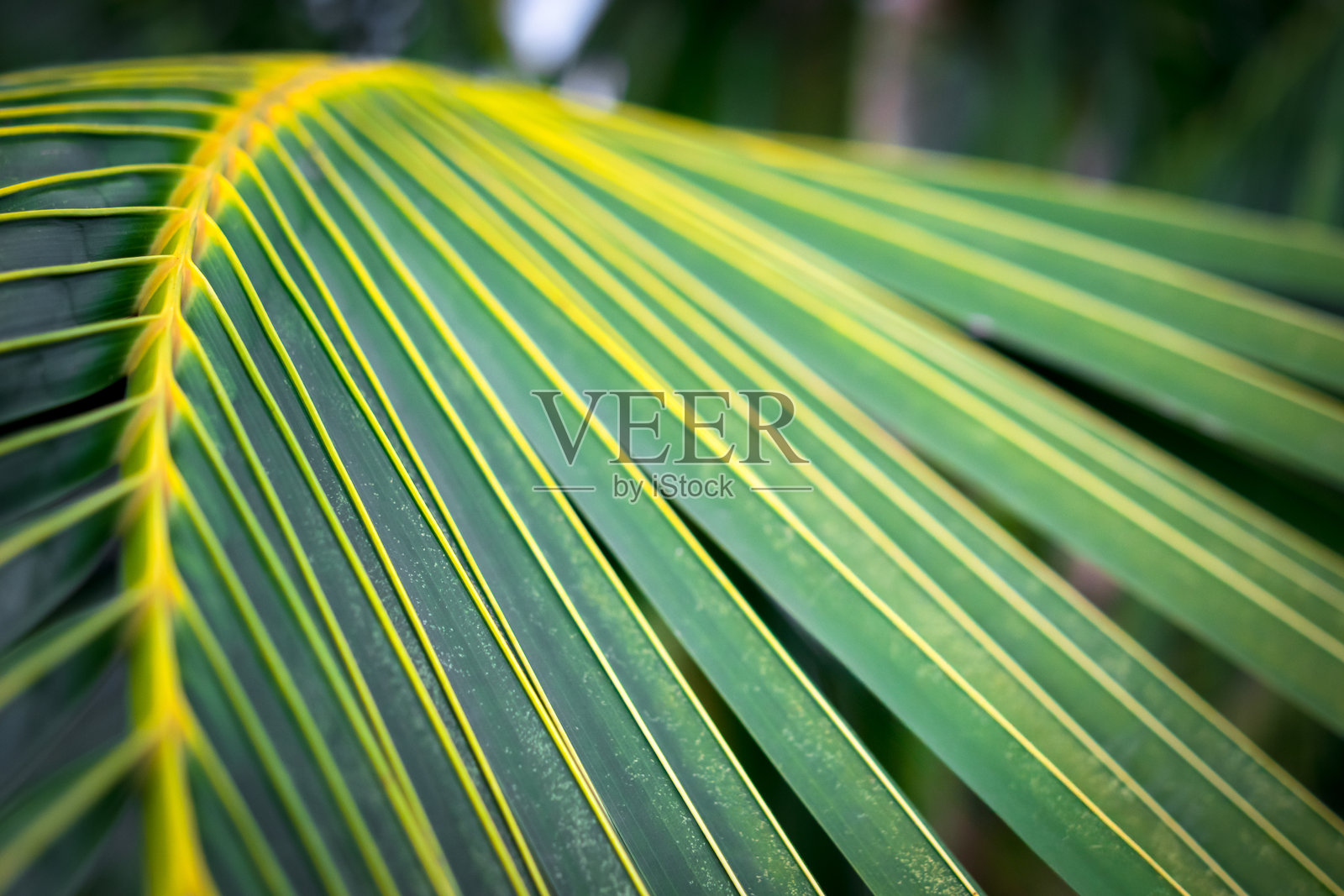 自然植物和叶子的绿色背景照片摄影图片