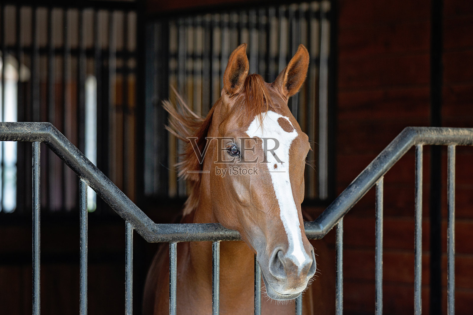 栗色马带有白色条纹照片摄影图片