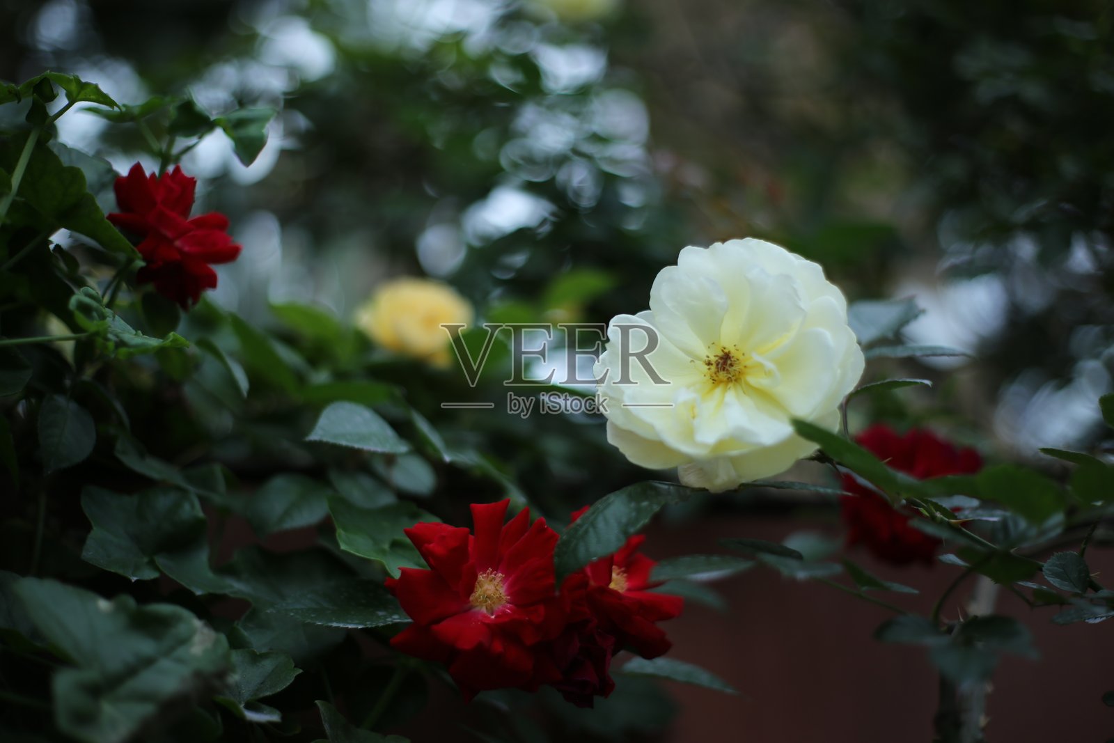 白色和红色玫瑰在绿叶丛中盛开照片摄影图片