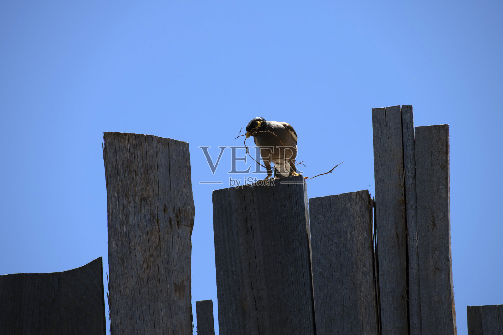 澳大利亚八哥（Acridotheres tristis）照片摄影图片