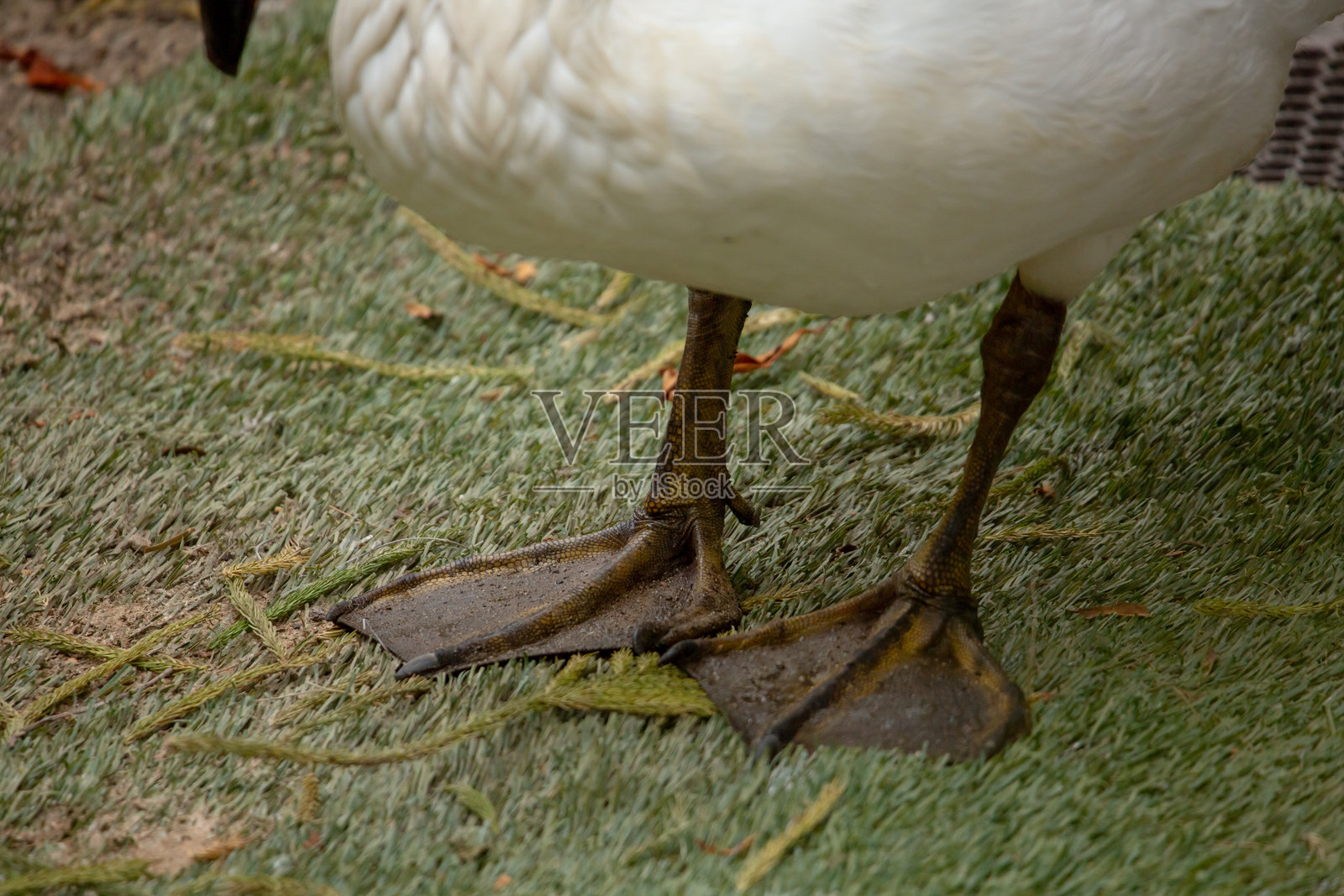 号角天鹅的脚照片摄影图片