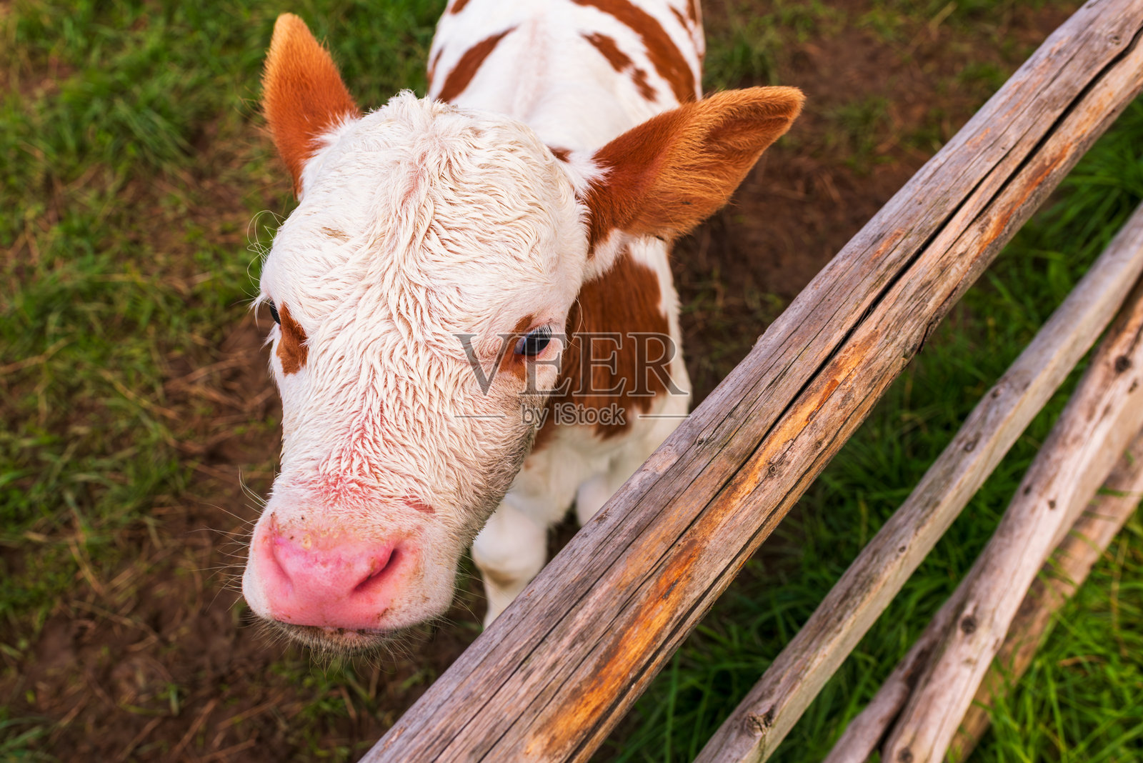 农场年轻小牛的特写肖像照片摄影图片