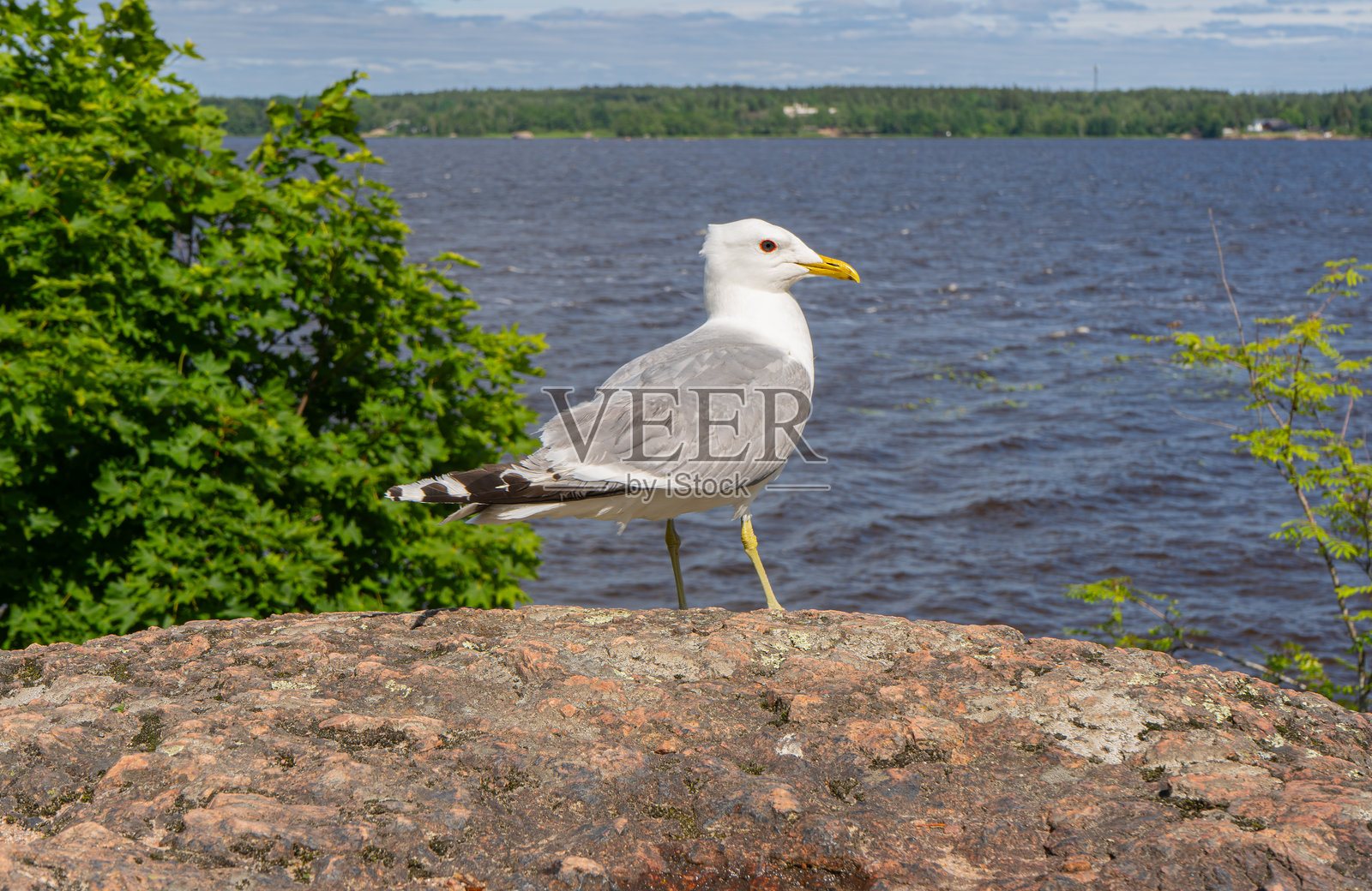 海岸岩石上的海鸥照片摄影图片