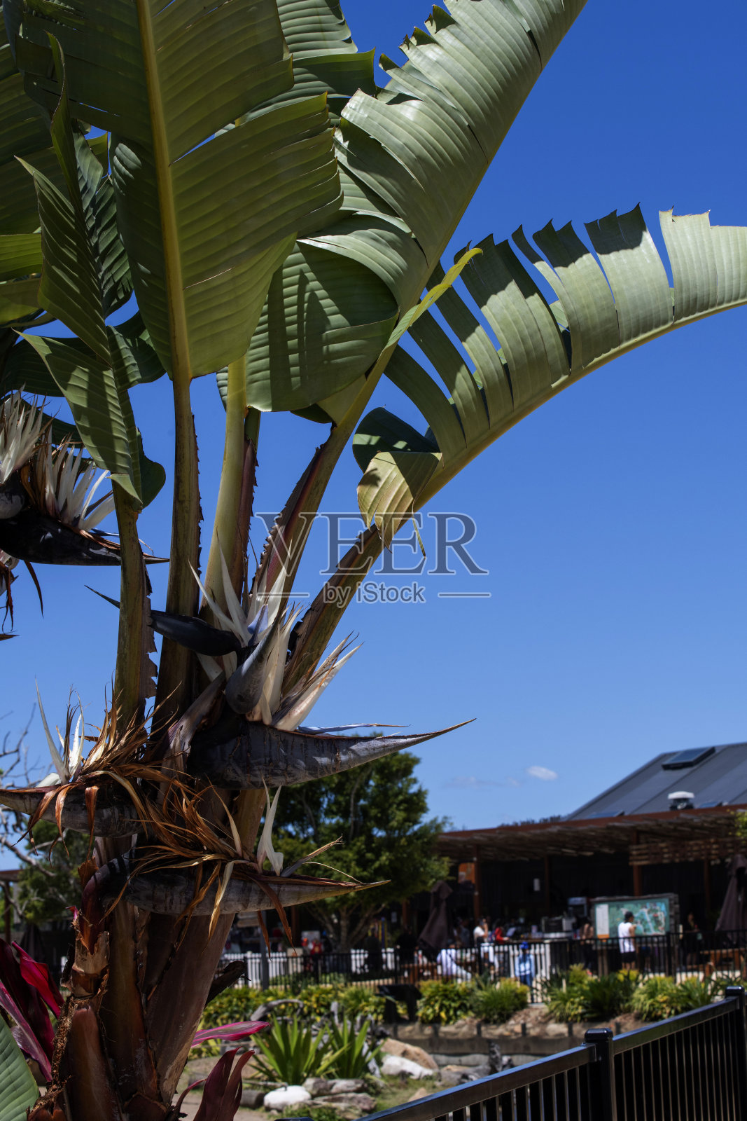 巨型白色天堂鸟（Strelitzia nicolai）植物照片摄影图片