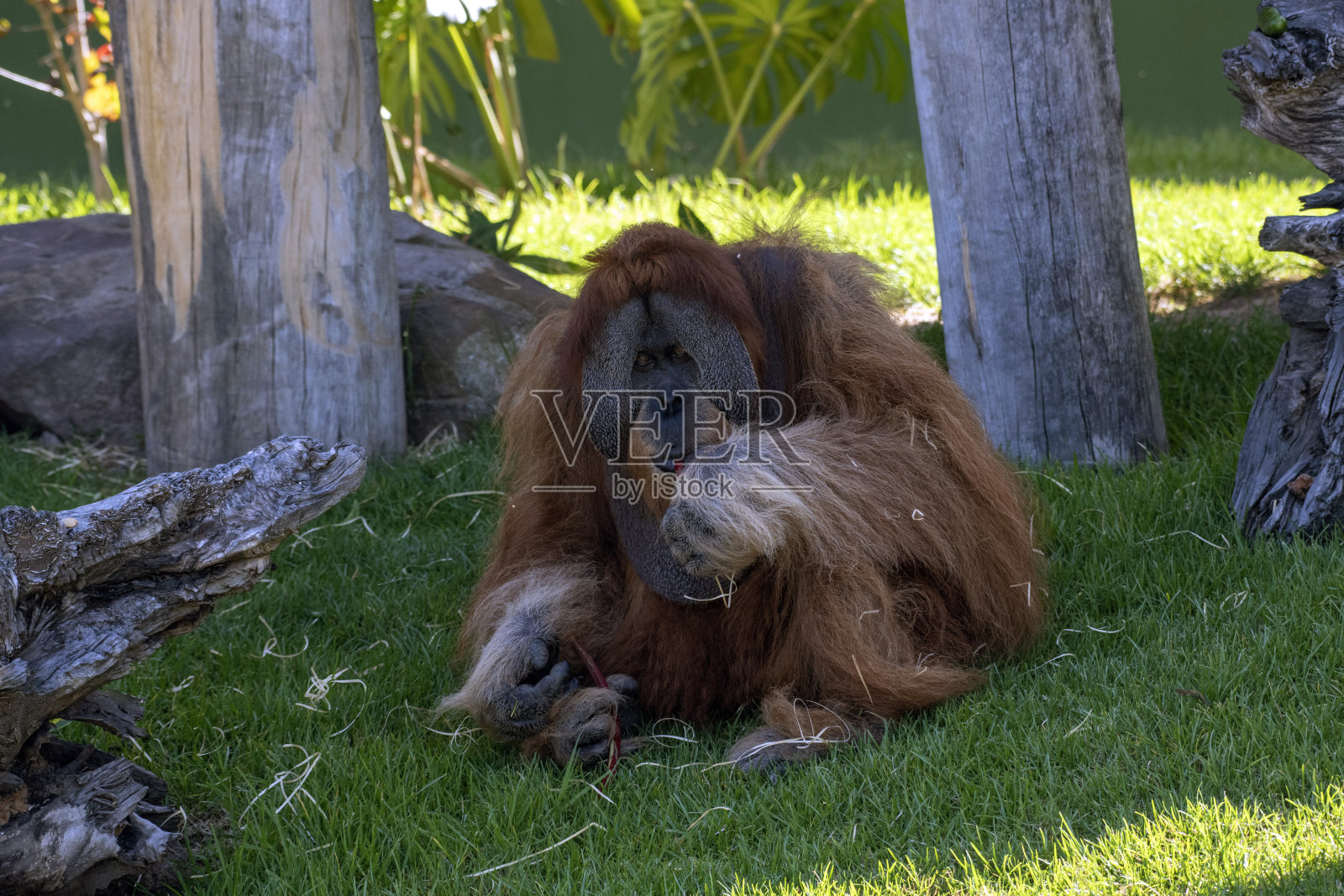 苏门答腊猩猩 (Pongo abelii)照片摄影图片