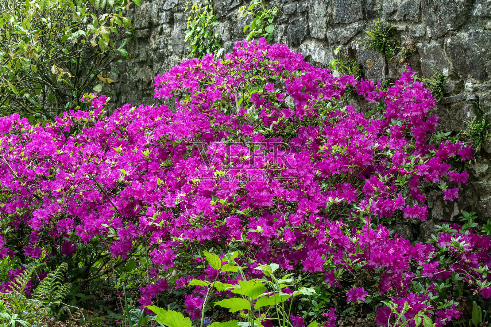 蓝色多瑙河杜鹃照片摄影图片