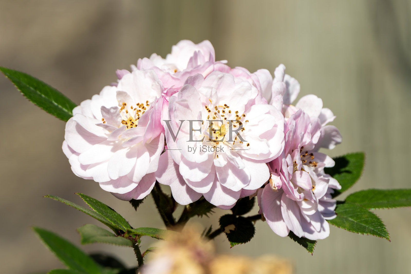 玫瑰小攀缘，'Chewramb'照片摄影图片