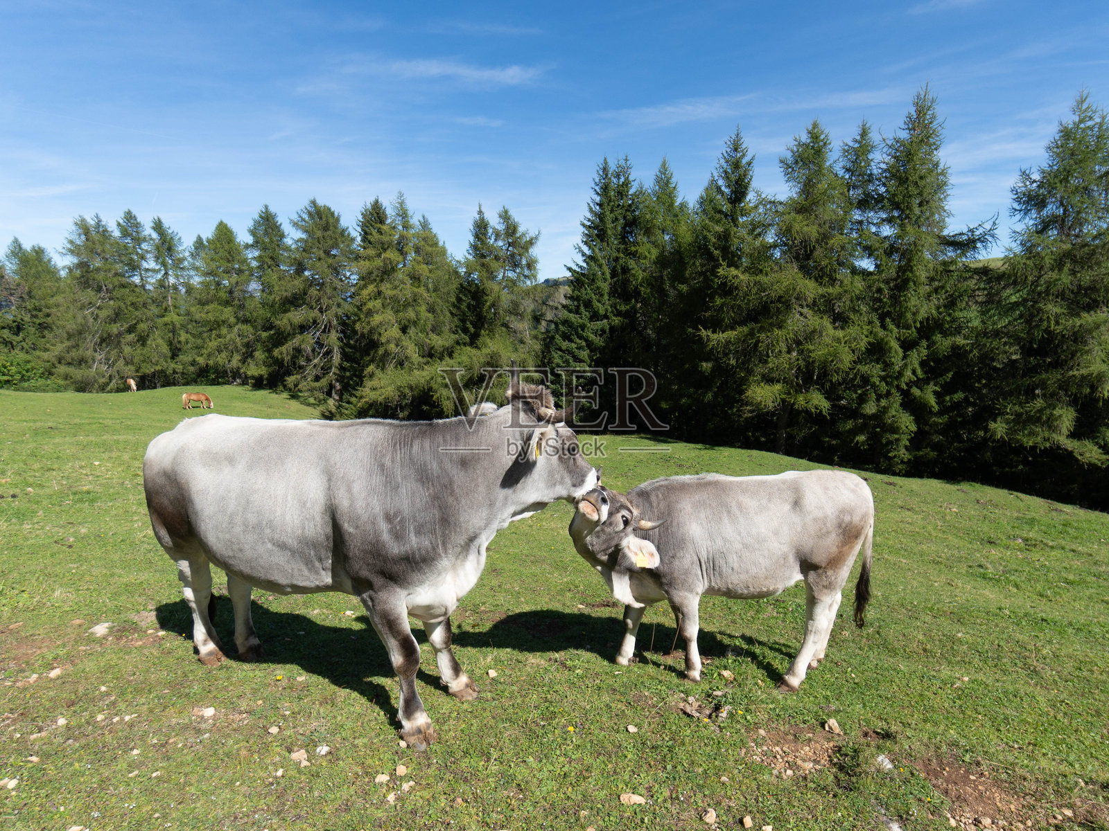 南蒂罗尔的山牛 - 自由出生与快乐生活照片摄影图片