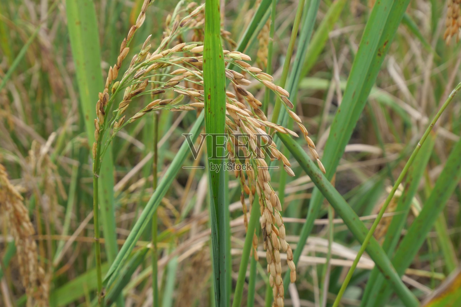 绿色稻田植物照片摄影图片