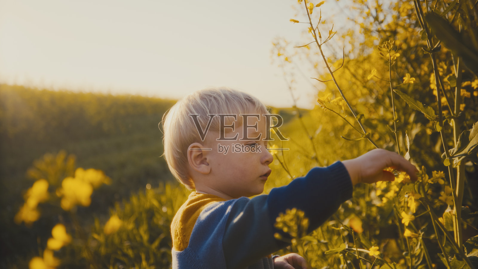 好奇的幼儿在日落时分探索田野中的黄色花朵照片摄影图片