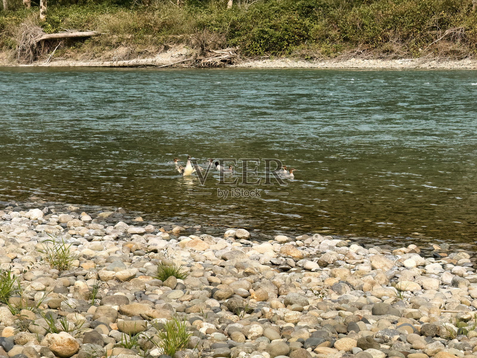 华盛顿州斯卡吉特河在夏末季节，七只鸭子在水中游泳照片摄影图片