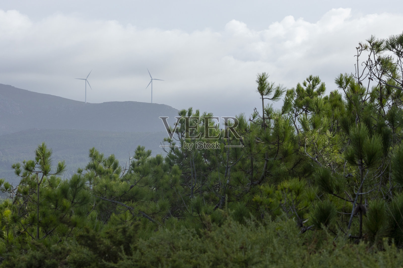 一片森林，几棵树木和远处的山脉。照片摄影图片