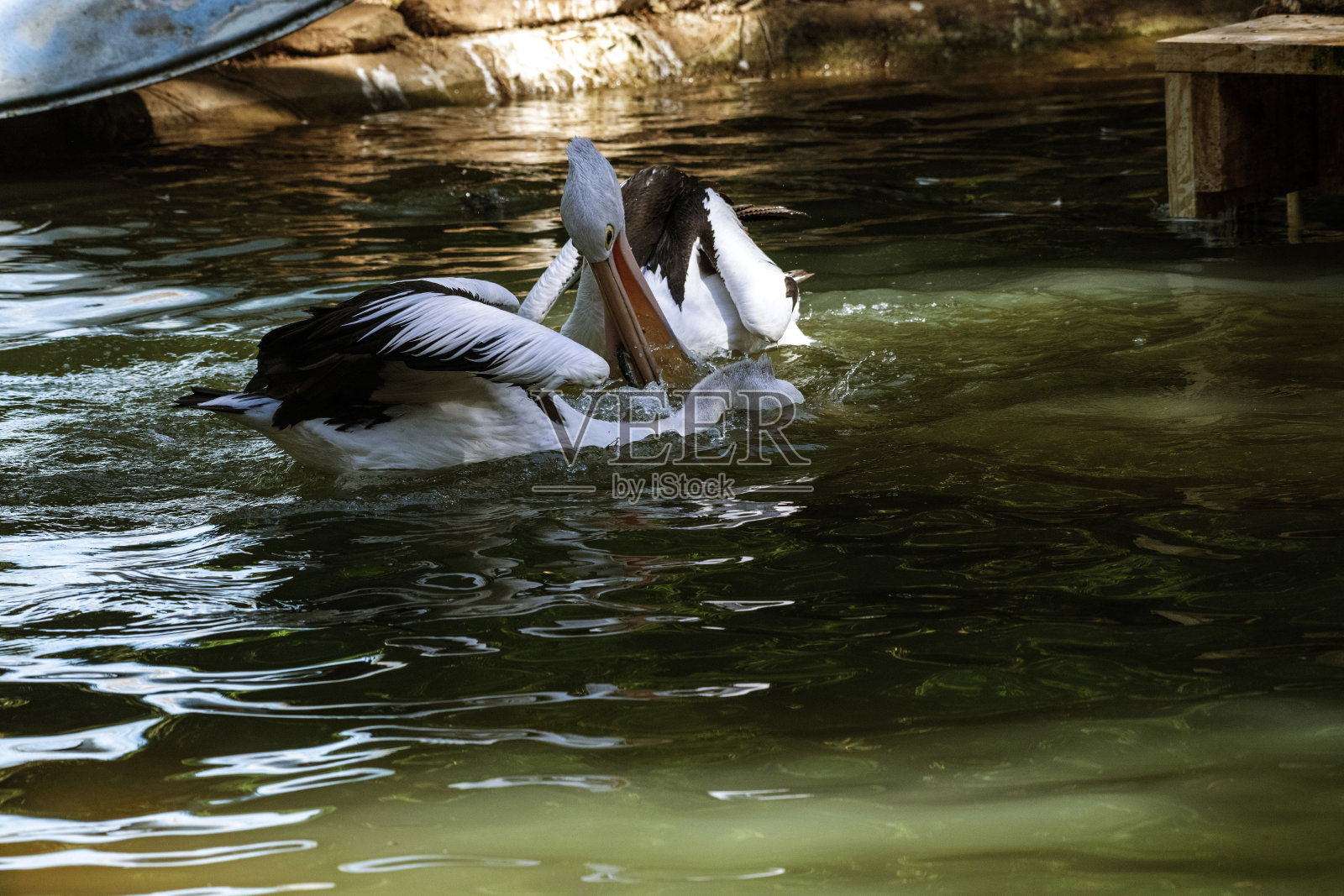 澳大利亚鹈鹕 (Pelecanus conspicillatus)照片摄影图片