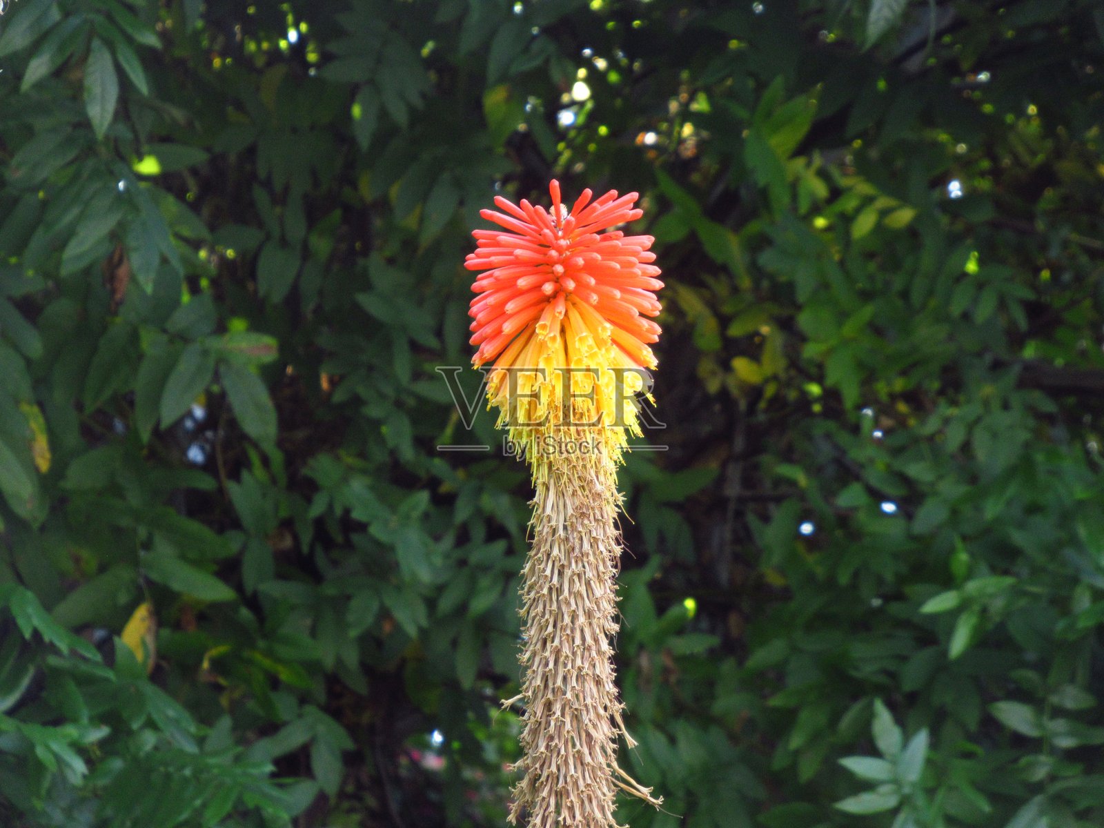 火炬百合植物与叶茂背景照片摄影图片