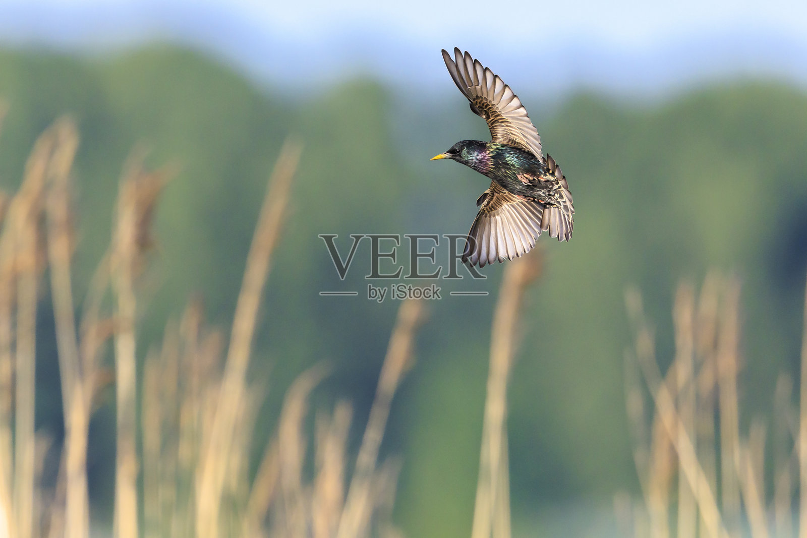 一群普通椋鸟（Sturnus vulgaris）在迁徙飞行中照片摄影图片