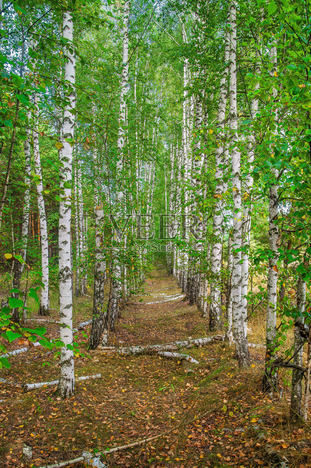 秋天郁郁葱葱的白桦林中的宁静小径照片摄影图片