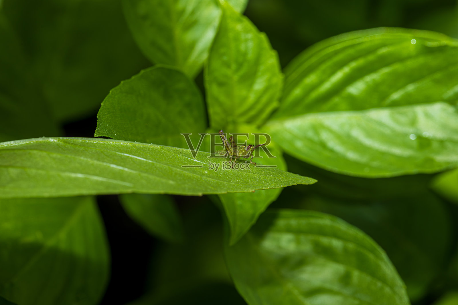 小绿蝈蝈特写，绿蝈蝈在绿叶上。特写照片。照片摄影图片