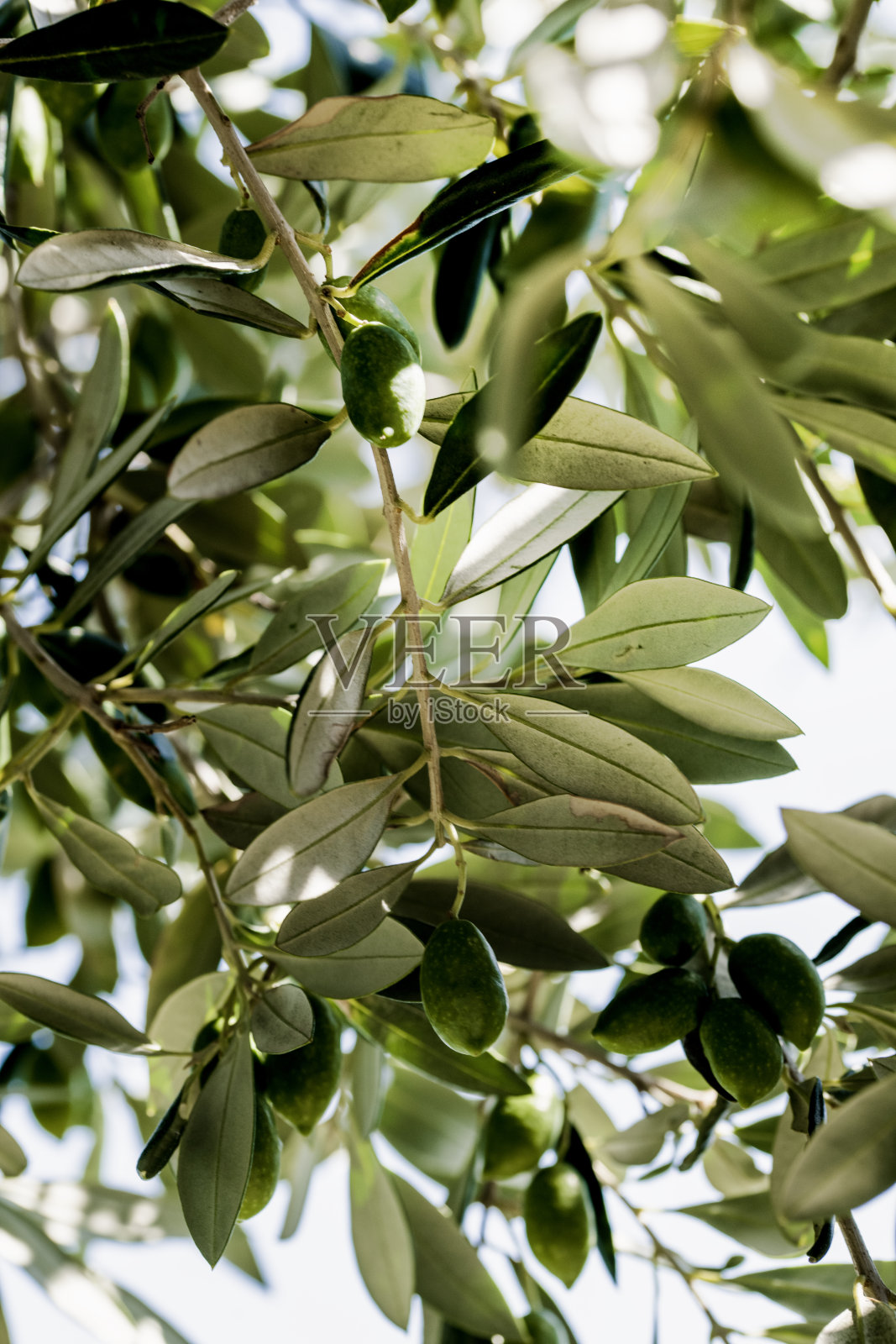橄榄树枝的特写，挂满绿色橄榄 - 地中海自然与有机农业照片摄影图片