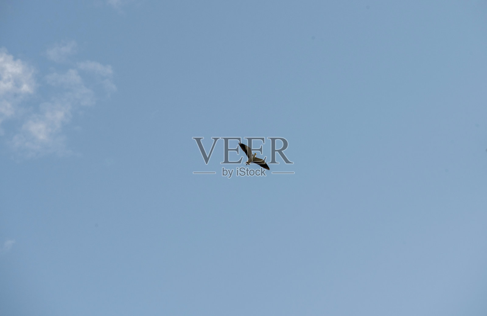 澳大利亚面具鹬 (Vanellus miles)照片摄影图片