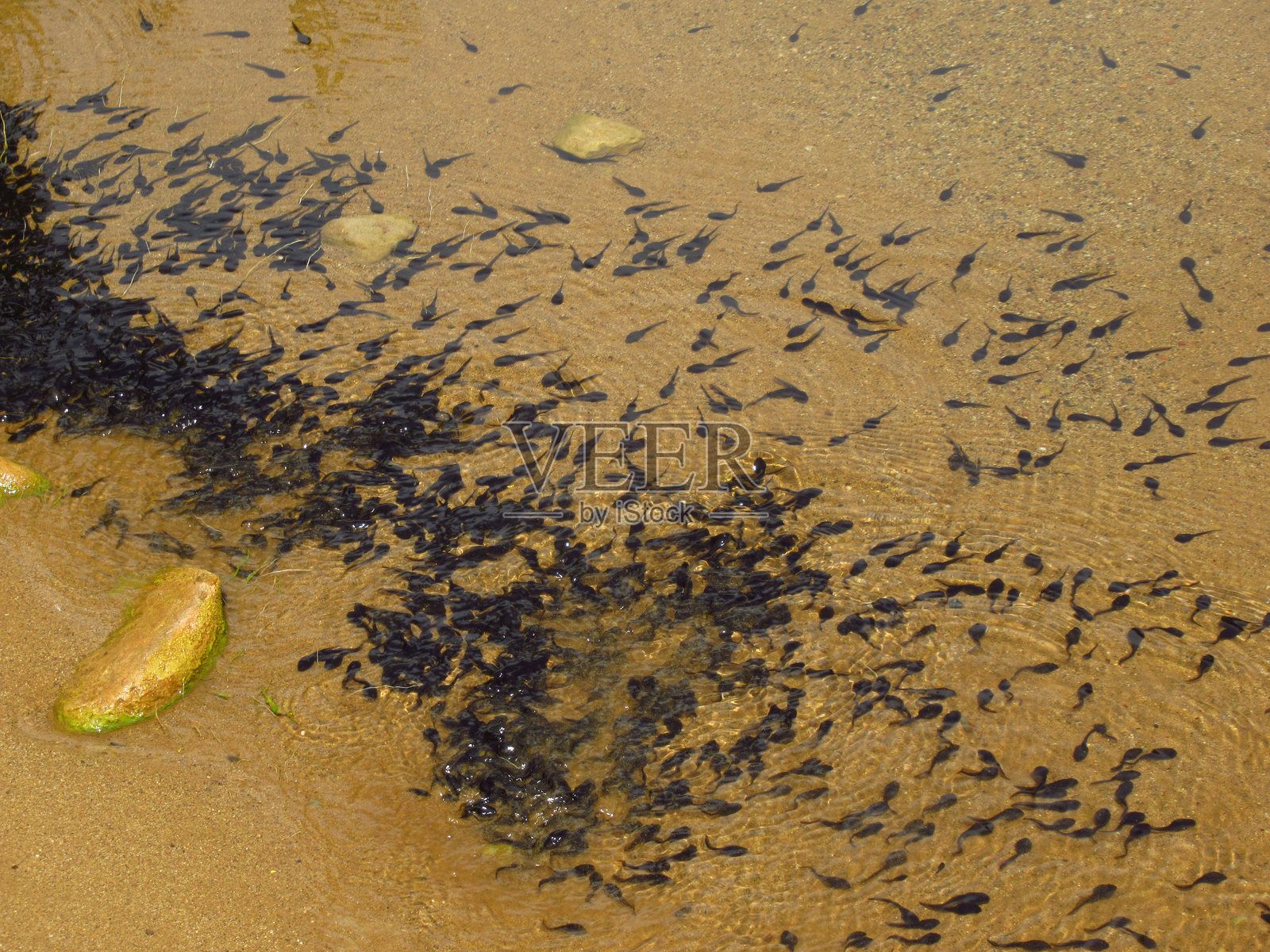 数百只蝌蚪聚集在池塘中照片摄影图片