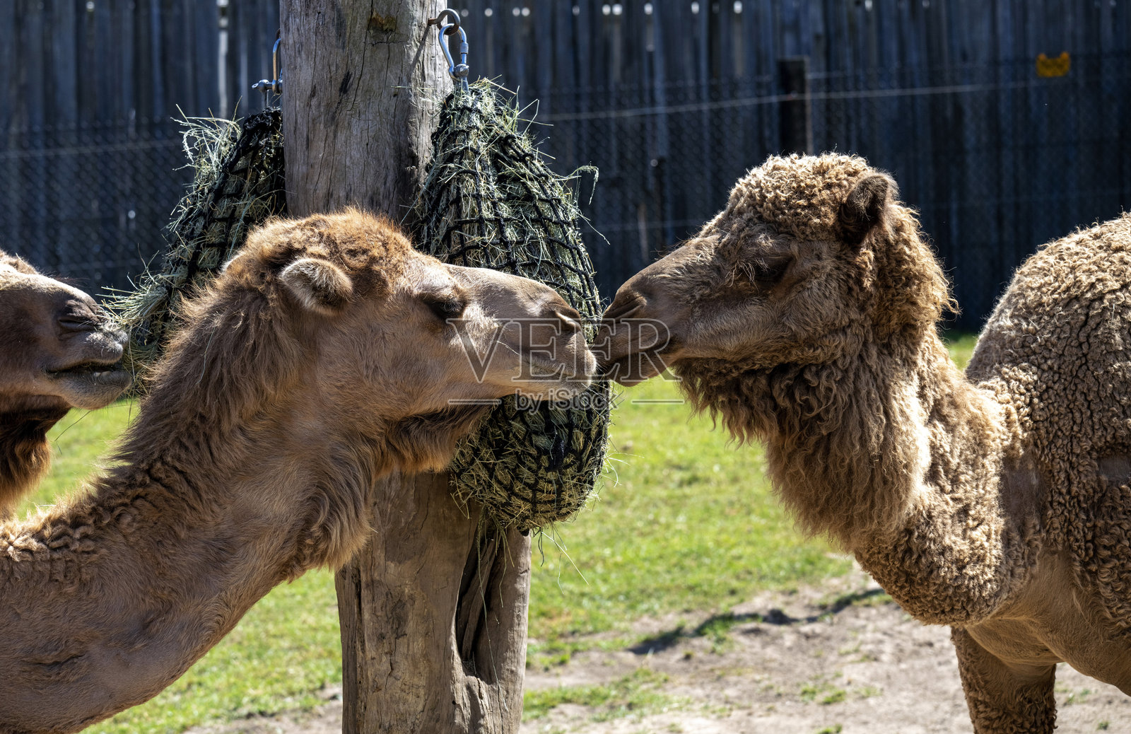 两只单峰驼（Camelus dromedarius）照片摄影图片