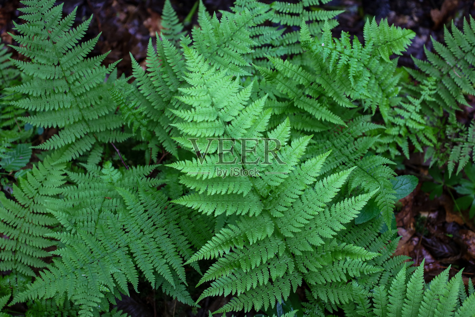 一片茂密的蕨类植物丛，形成了一幅如画的自然地毯。丰富的绿色阴影突显了叶子的清新和繁茂，而每片叶子的细致纹理则赋予了图像一种野生森林的自然感。照片摄影图片