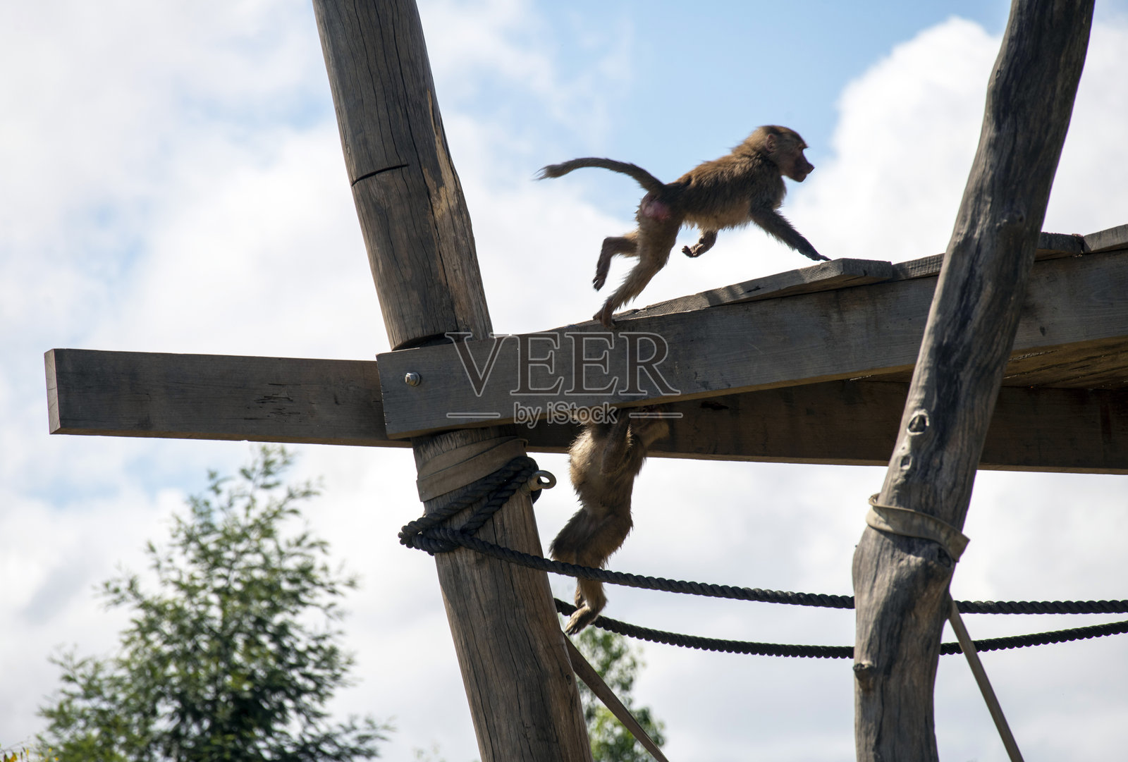 神圣狒狒（哈马狒狒）照片摄影图片