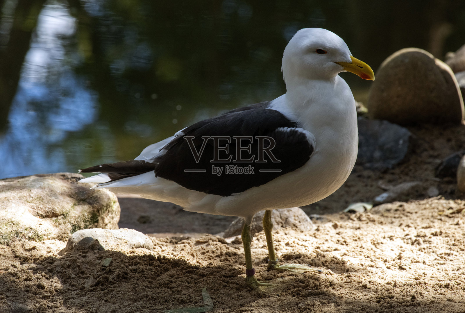 海藻鸥 (Larus dominicanus)照片摄影图片