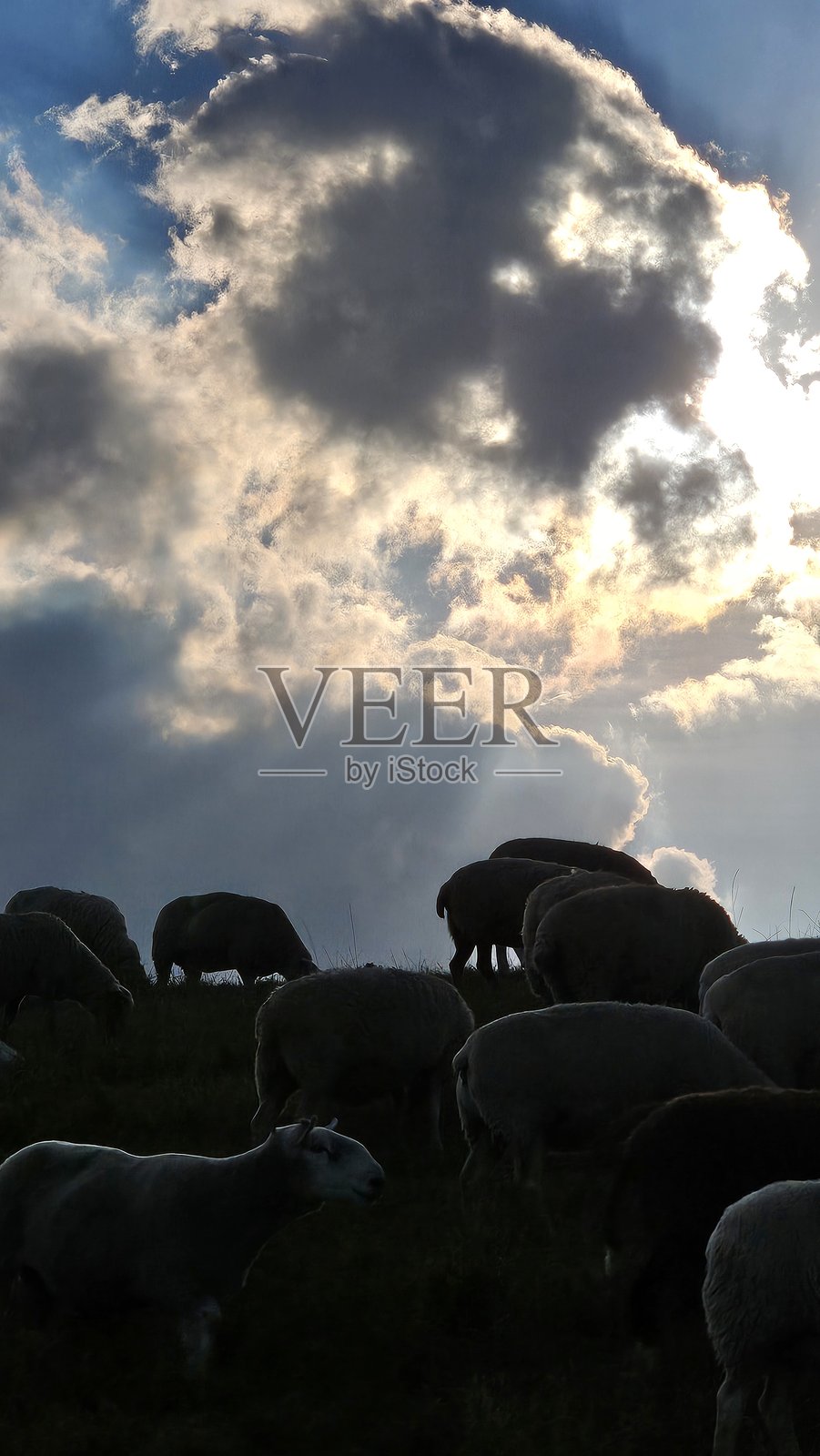 日落时分在堤坝上吃草的羊群照片摄影图片