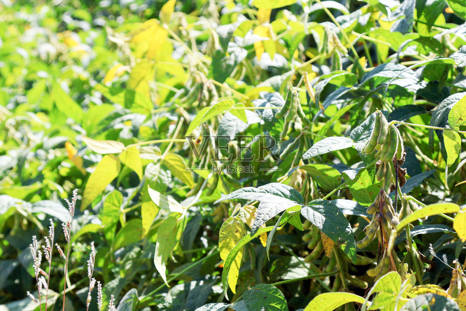 未成熟的大豆田，带有绿色毛皮的黄豆照片摄影图片