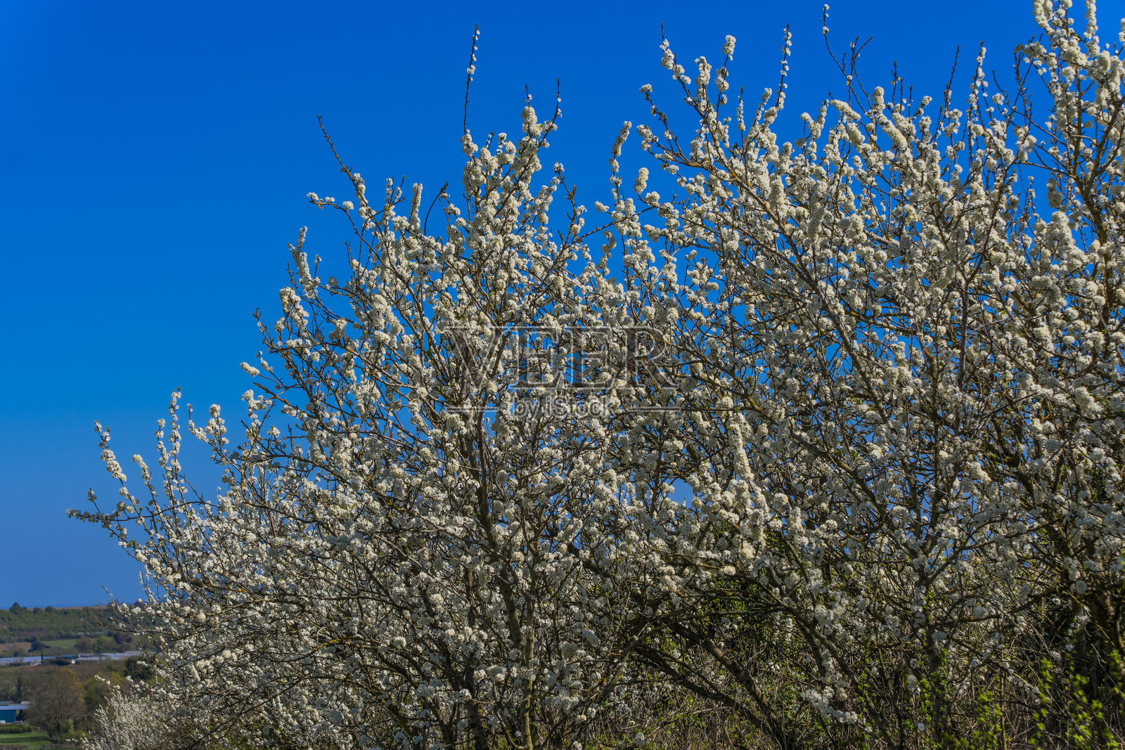 花朵照片摄影图片