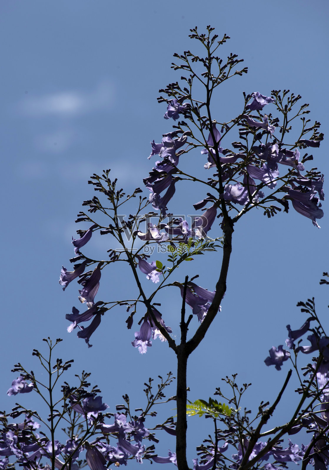 紫葳树（Jacaranda mimosifolia）照片摄影图片