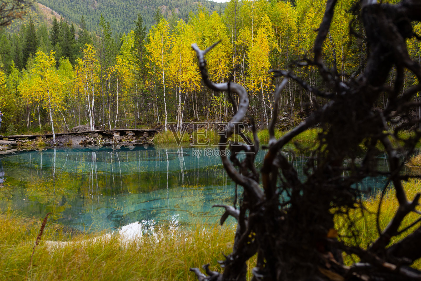 阿尔泰的间歇泉湖，四周环绕着郁郁葱葱的树木。清澈的绿松石色湖水映衬着森林明亮的秋季色彩。照片摄影图片