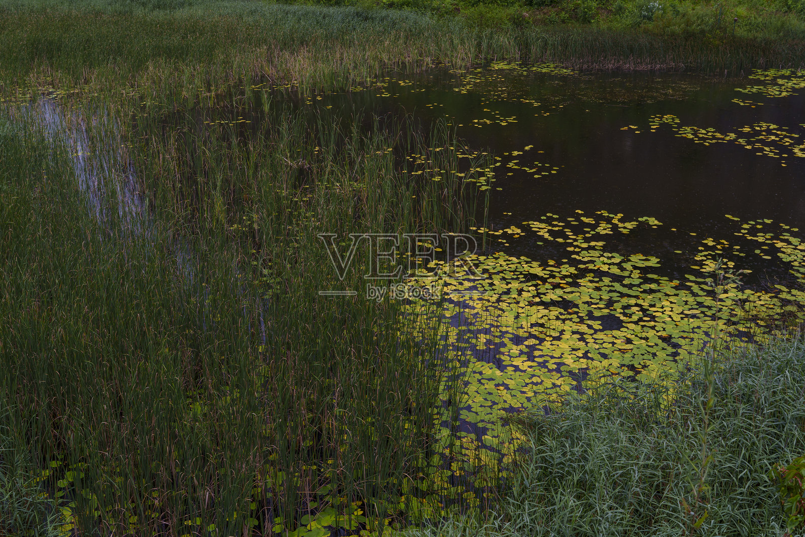 池塘上的芦苇和睡莲照片摄影图片