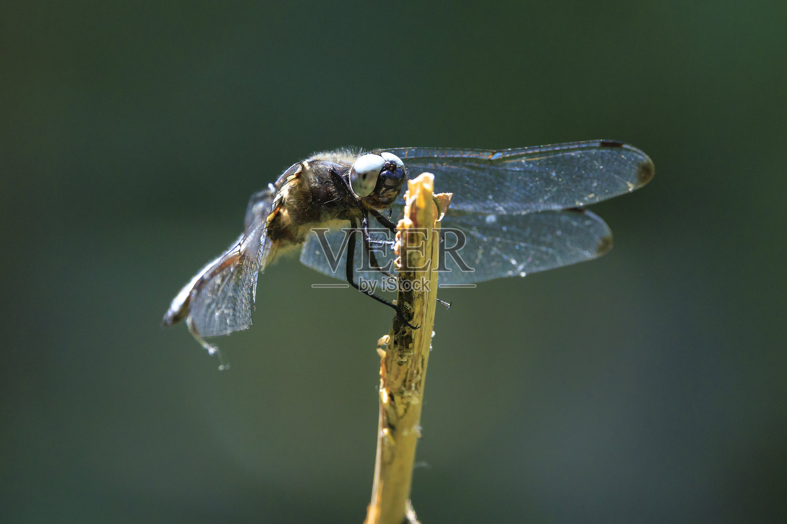 稀有的蓝色雄性蜻蜓，Libellula fulva，栖息在植物上照片摄影图片