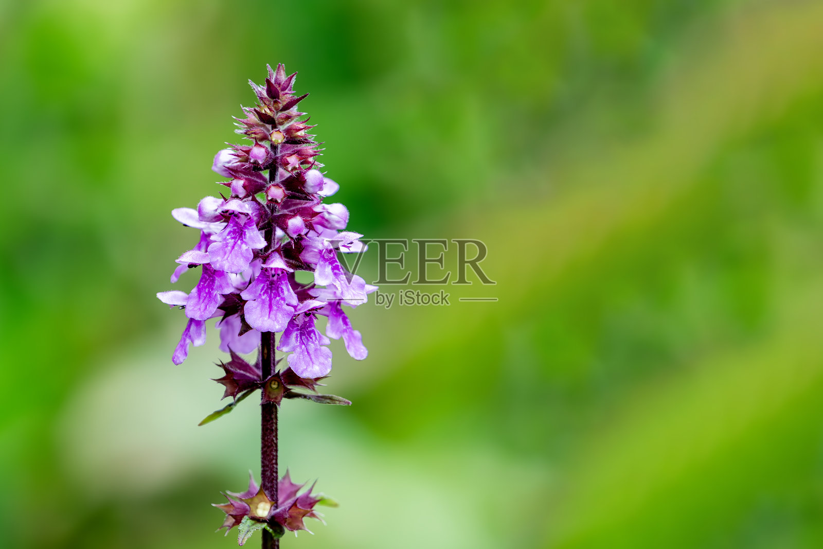 沼泽伤药草 (Stachys palustris)照片摄影图片