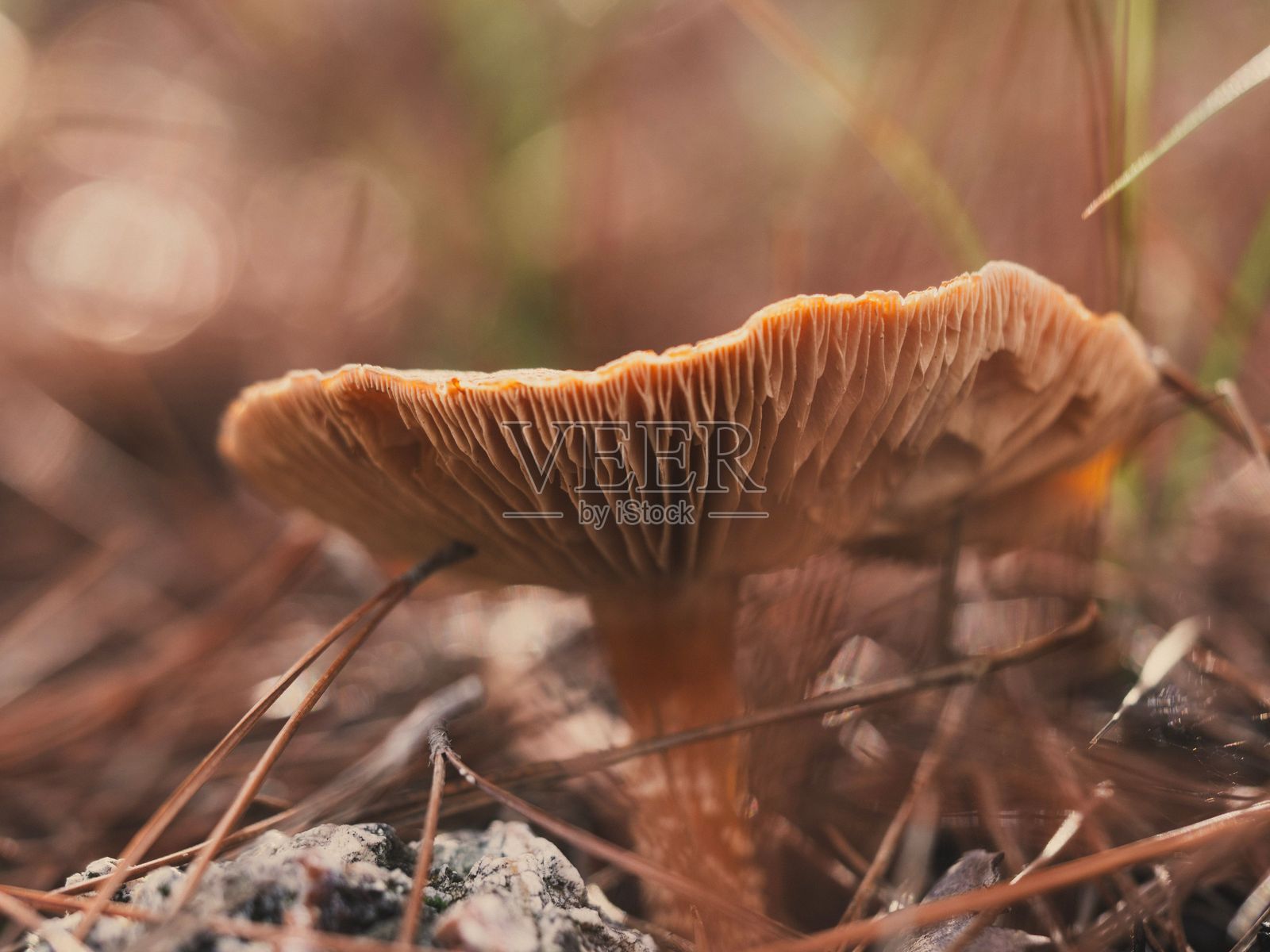 森林中野生蘑菇的特写。照片摄影图片