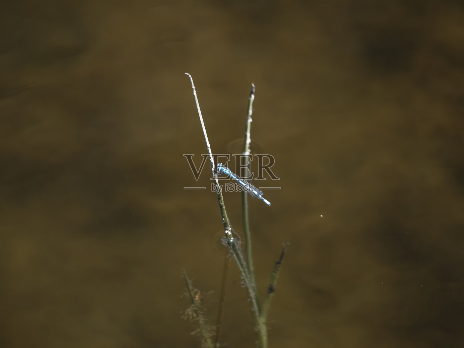 红色蜻蜓停在绿色草地上照片摄影图片