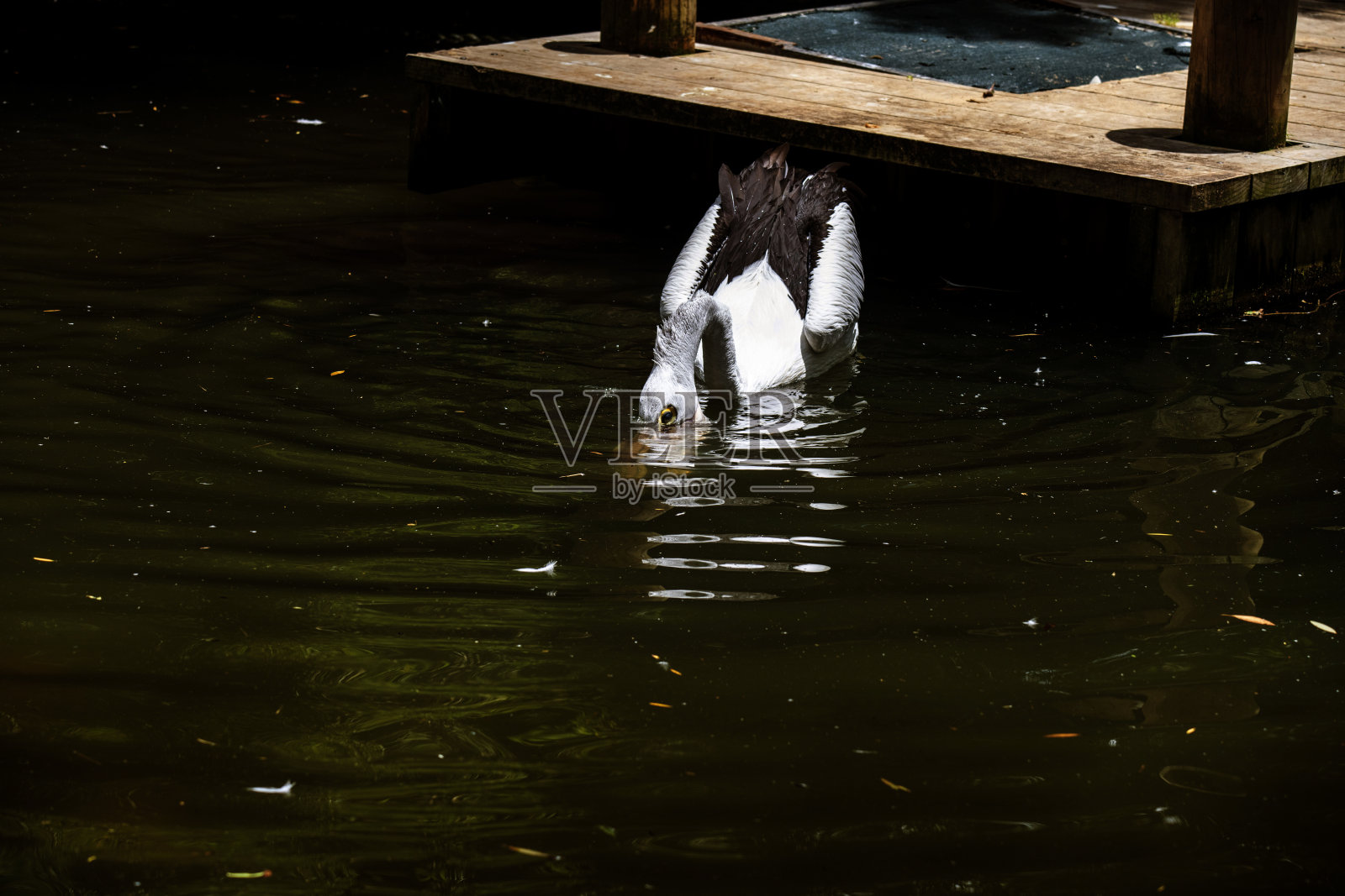 澳大利亚鹈鹕 (Pelecanus conspicillatus)照片摄影图片