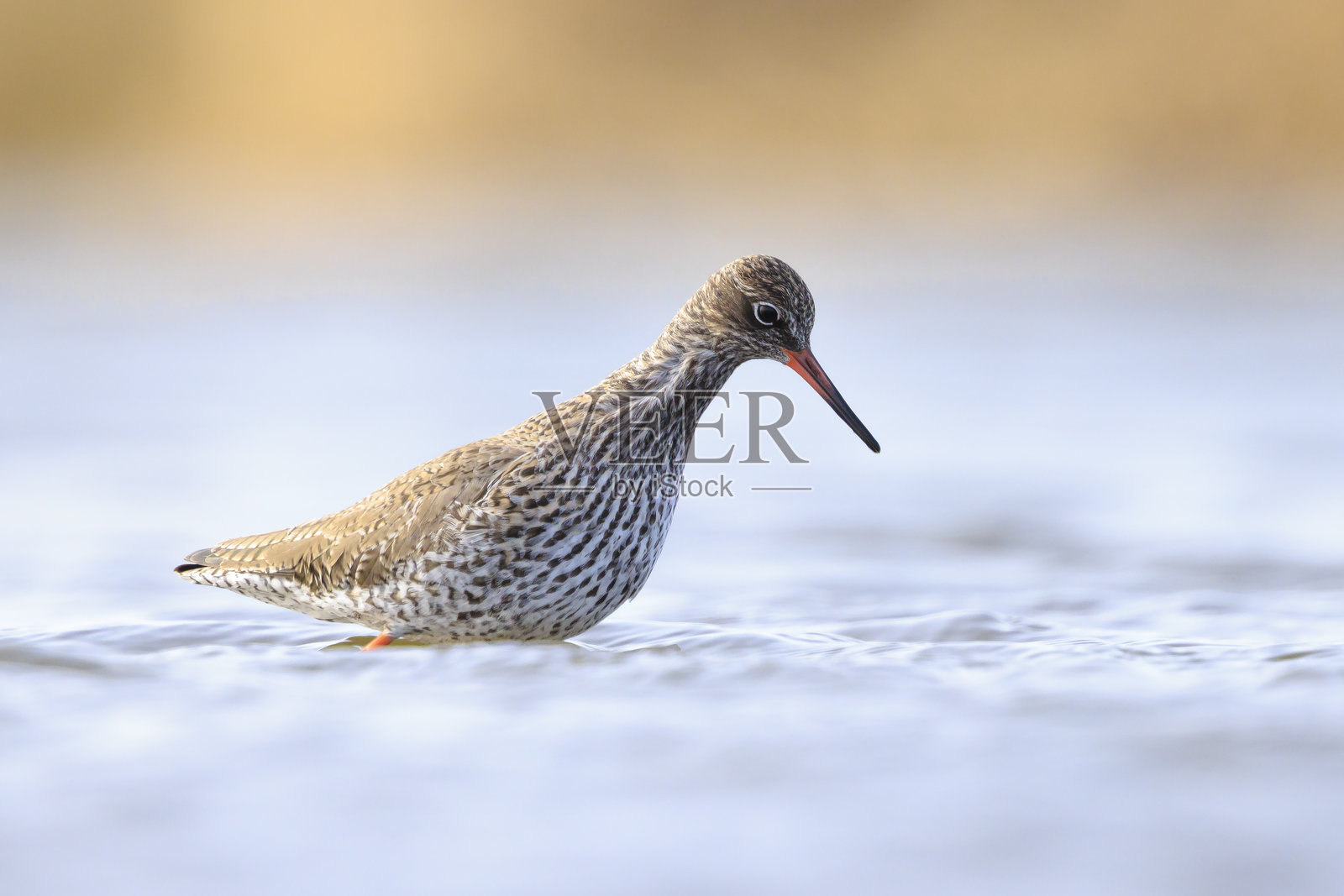 普通红腿鹬，趾鹬，涉水鸟照片摄影图片