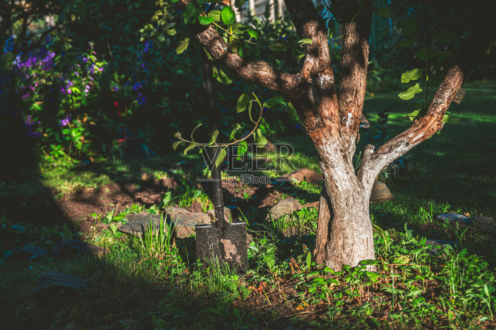 一把小铲子静静地放在果树的树干旁，展现了郁郁葱葱的夏季果园，突显了用于爱好有机农业的园艺工具，倡导在自然中可持续的生活方式。照片摄影图片