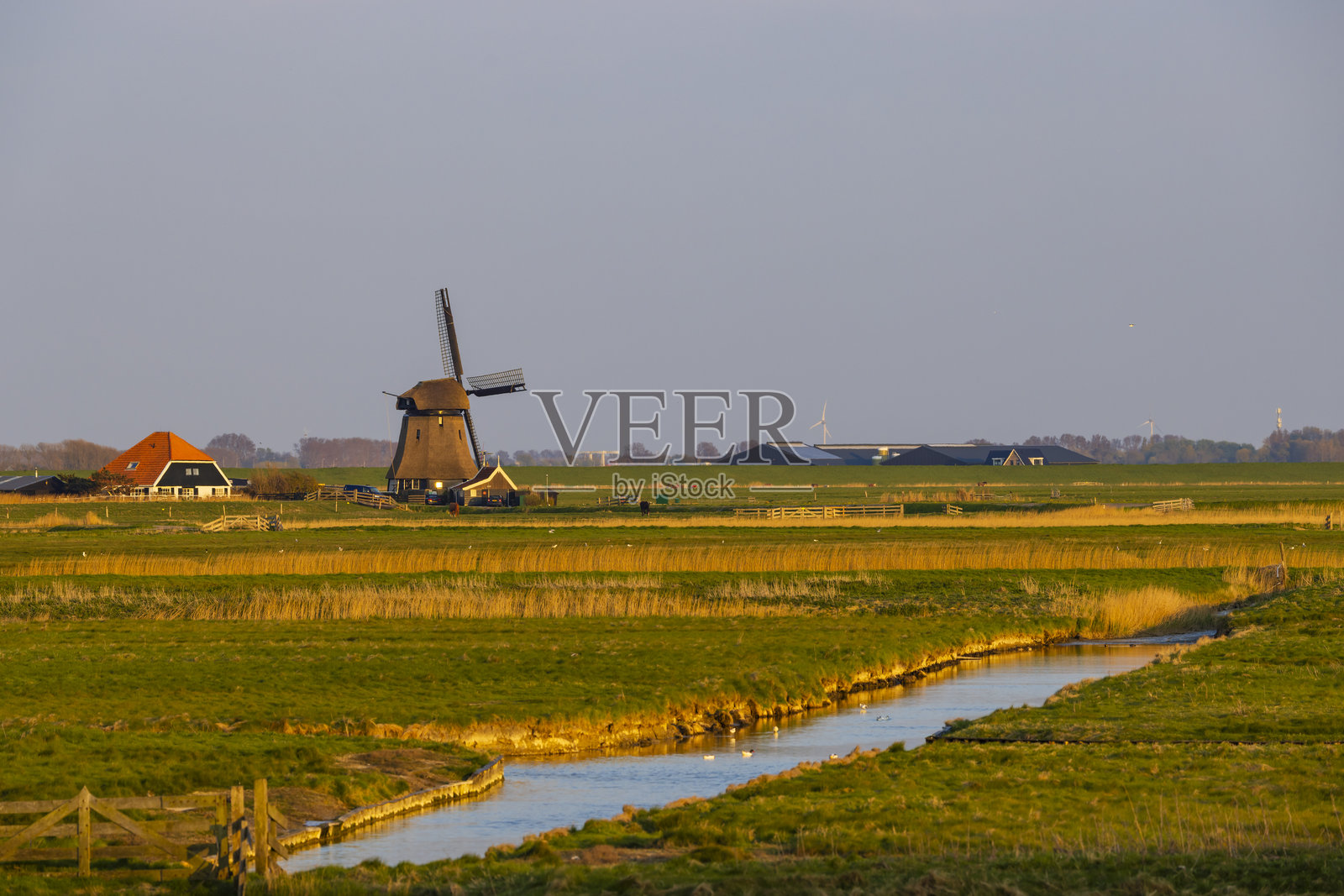 荷兰斯霍尔乡村中的传统荷兰风车照片摄影图片