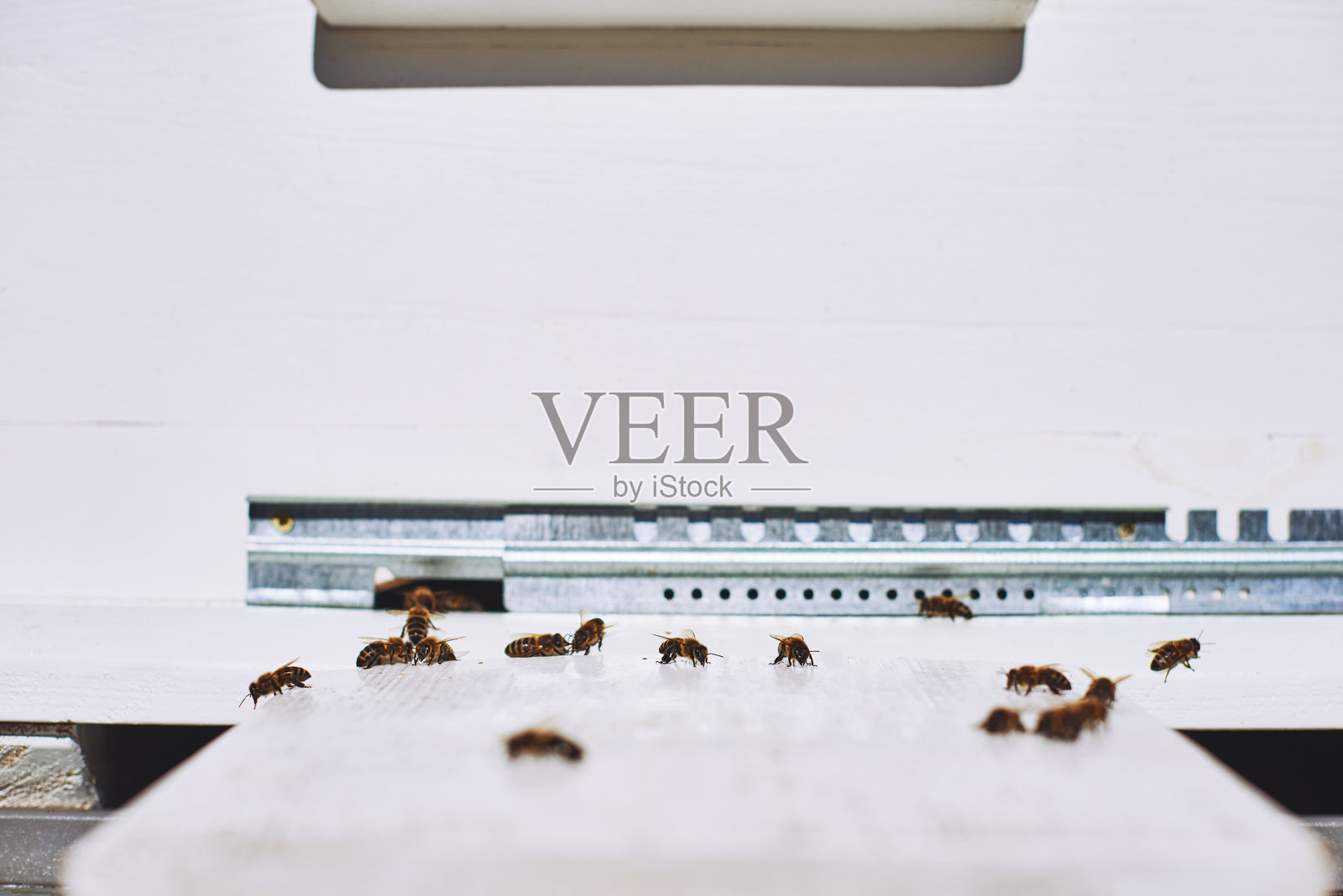 蜜蜂在阳光明媚的户外聚集在蜂巢入口附近照片摄影图片