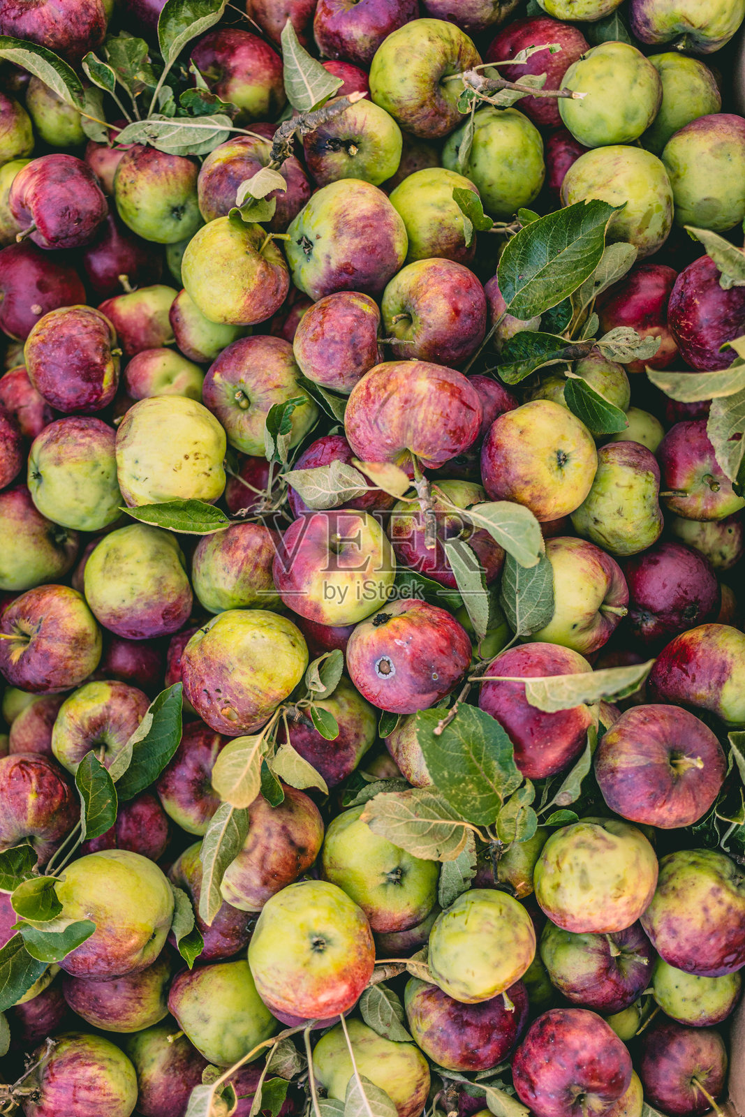 秋季时节，地方果园里新鲜采摘的苹果呈现出色彩斑斓的展示。照片摄影图片